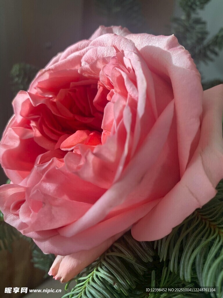 娇艳粉色玫瑰特写