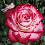 双色娇艳月季花