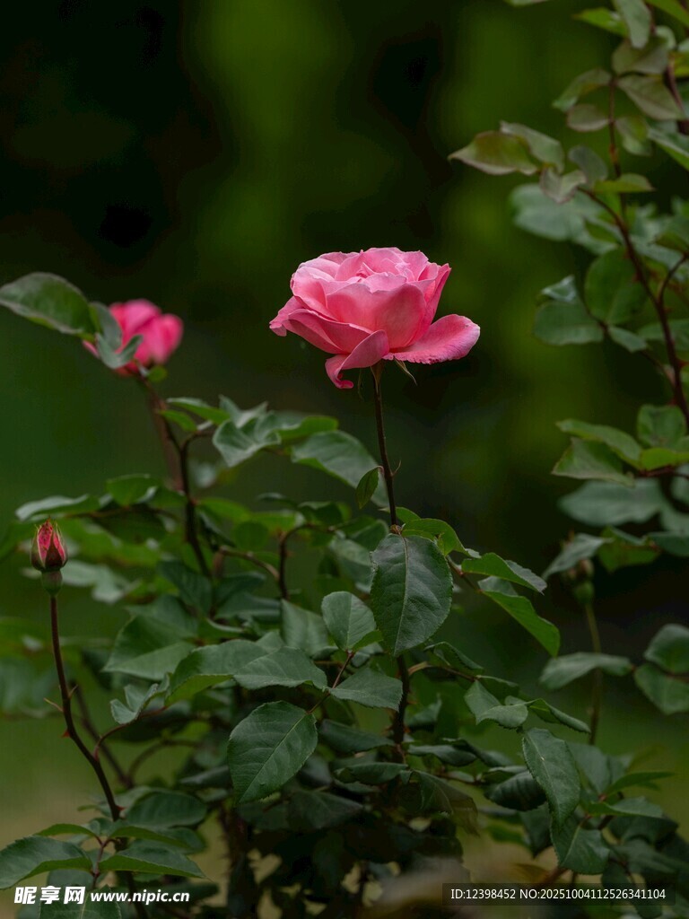 娇艳粉色月季花绽放