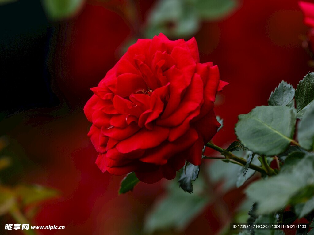 娇艳红玫瑰绽放