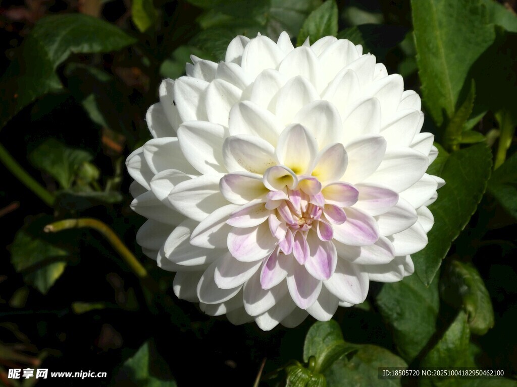 白色大丽花特写