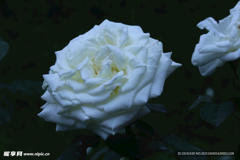 月季花 