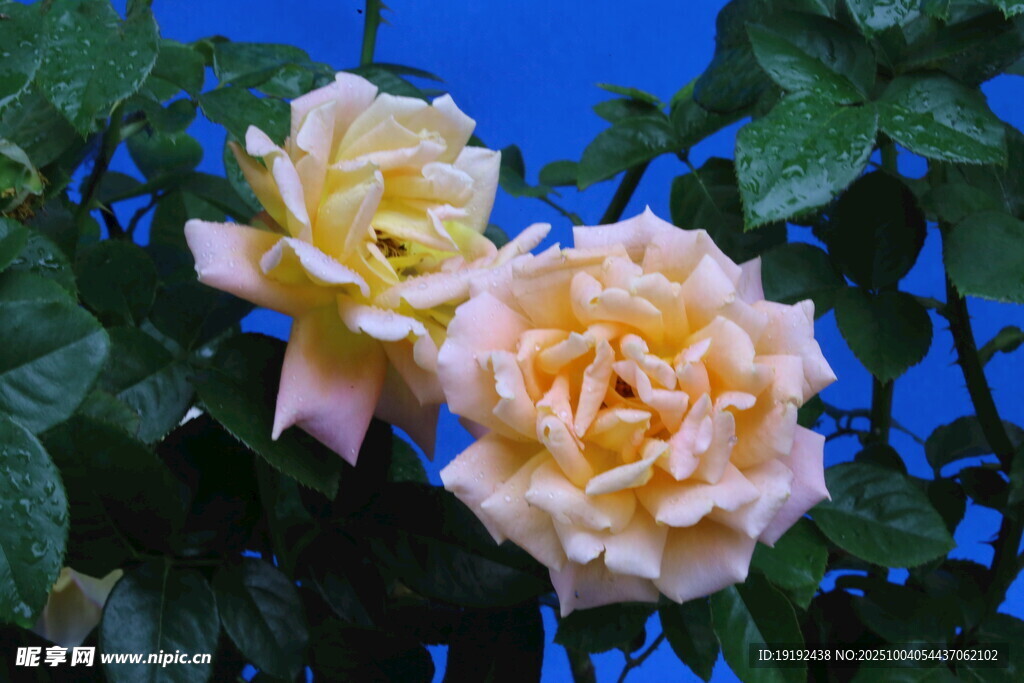 月季花 