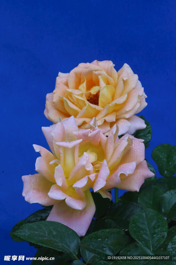 月季花 