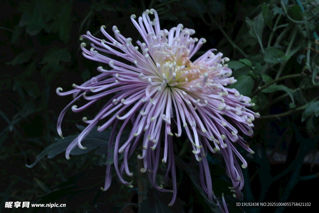 菊花  