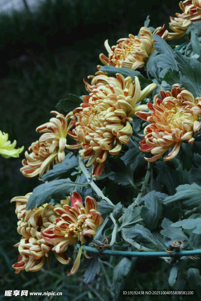 菊花  
