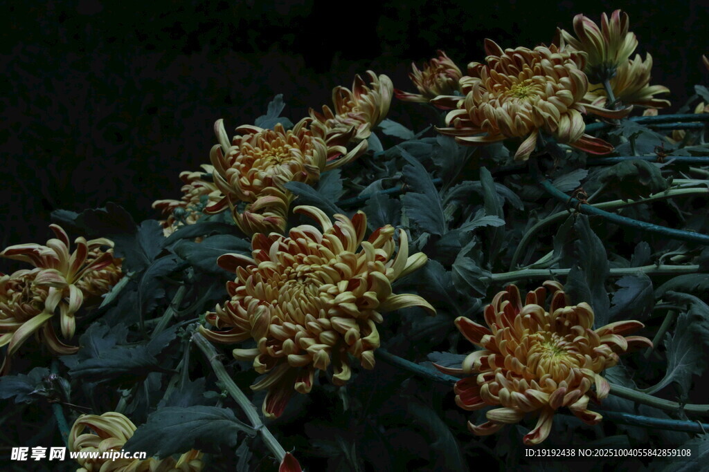 菊花  