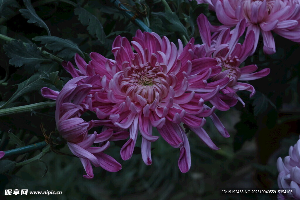 菊花  