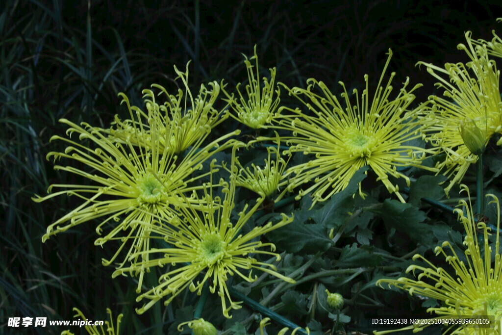 菊花 