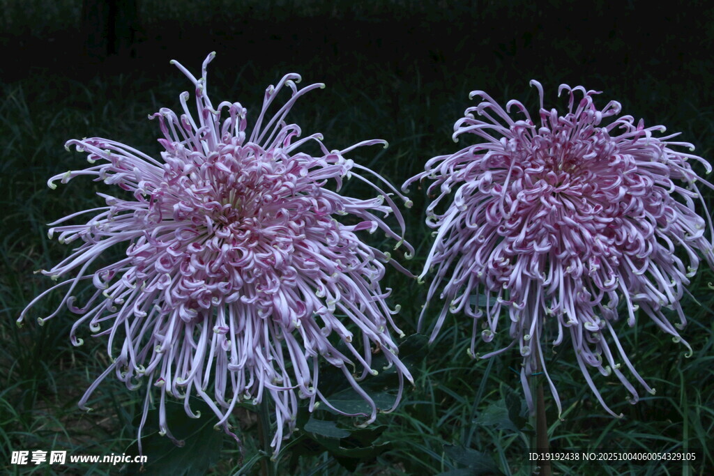 菊花 