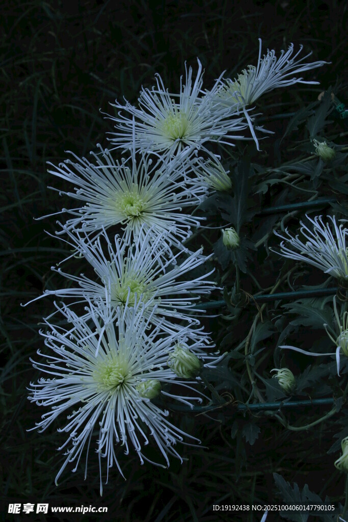 菊花  