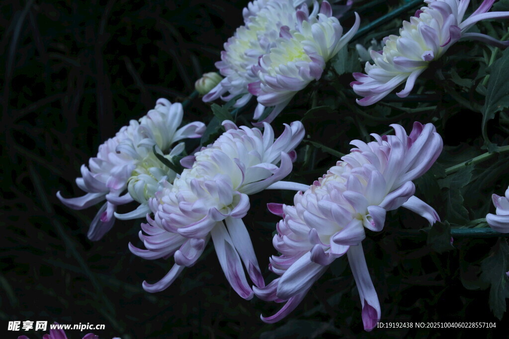 菊花 