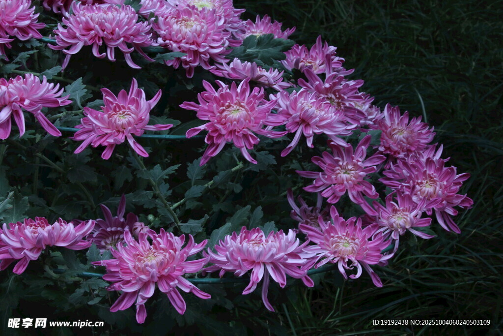 菊花 
