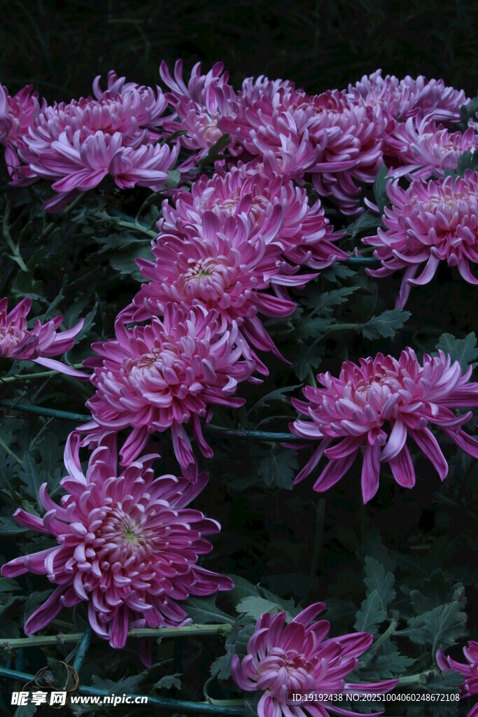 菊花  