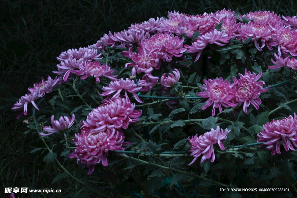 菊花  