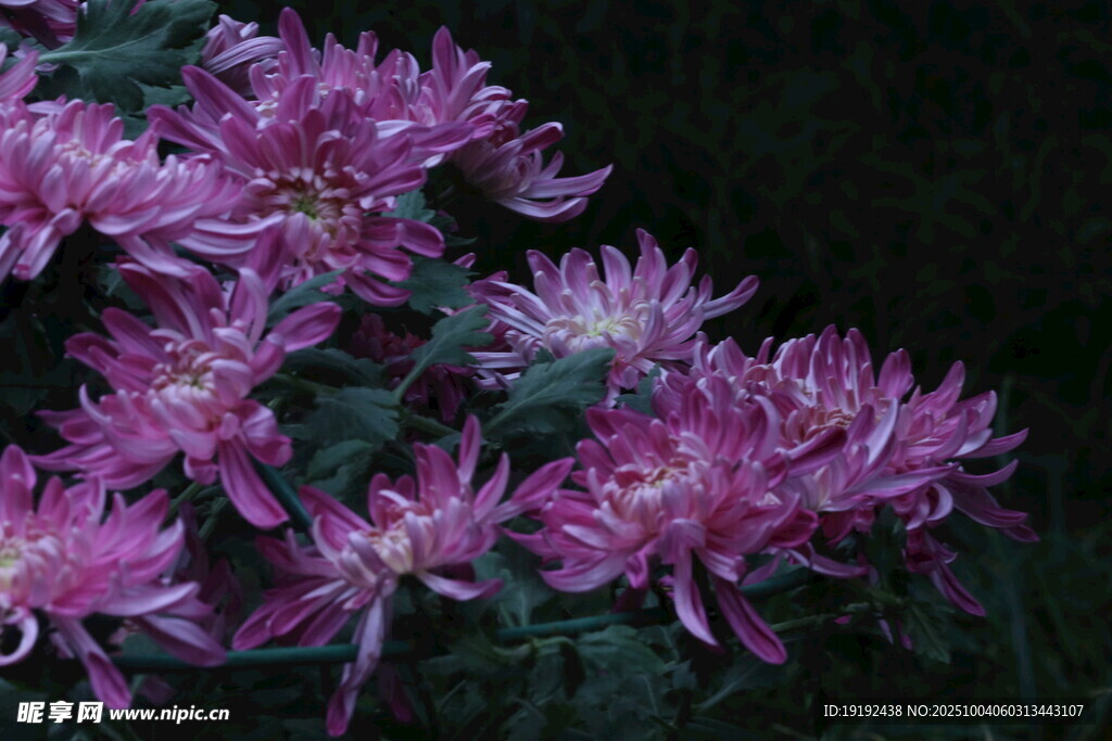 菊花  
