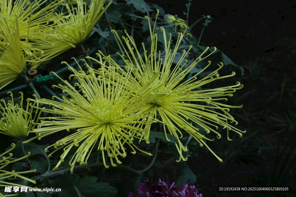 菊花  