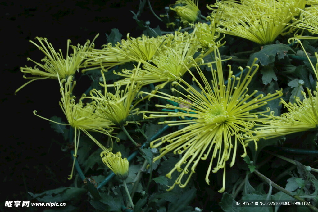 菊花  
