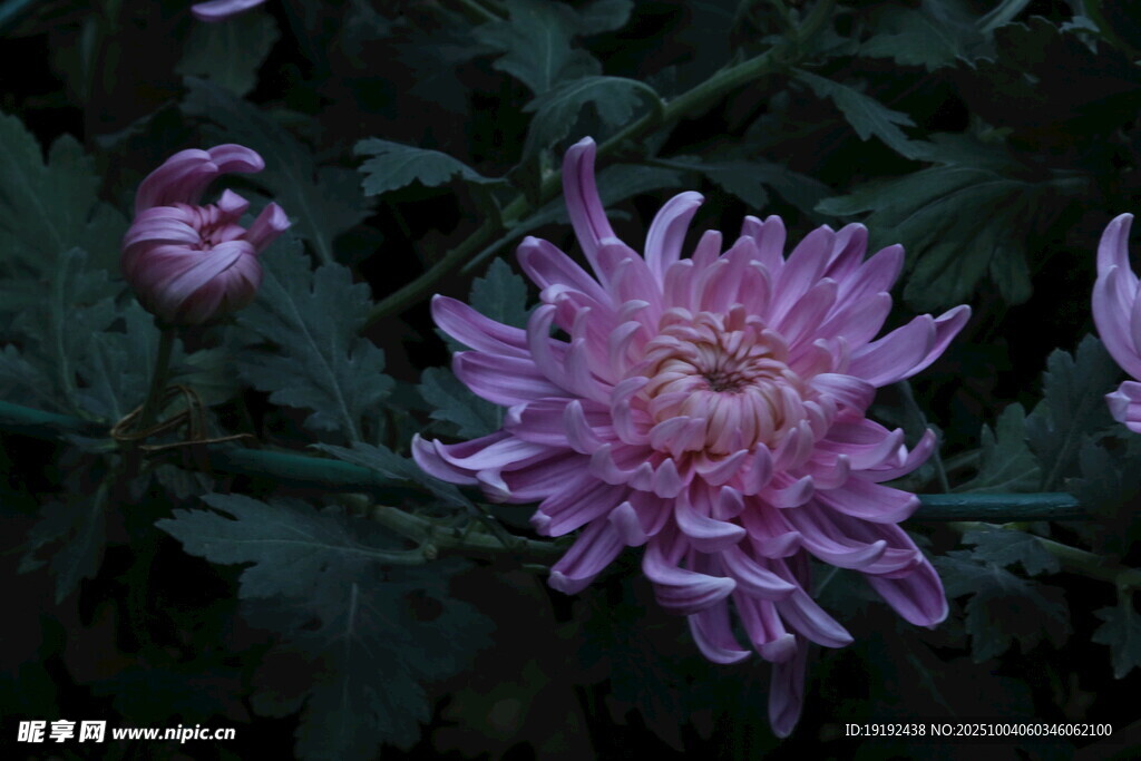菊花  