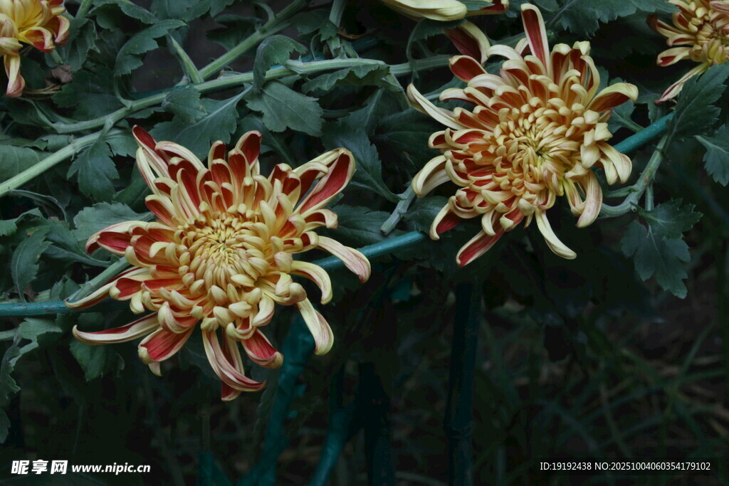 菊花  