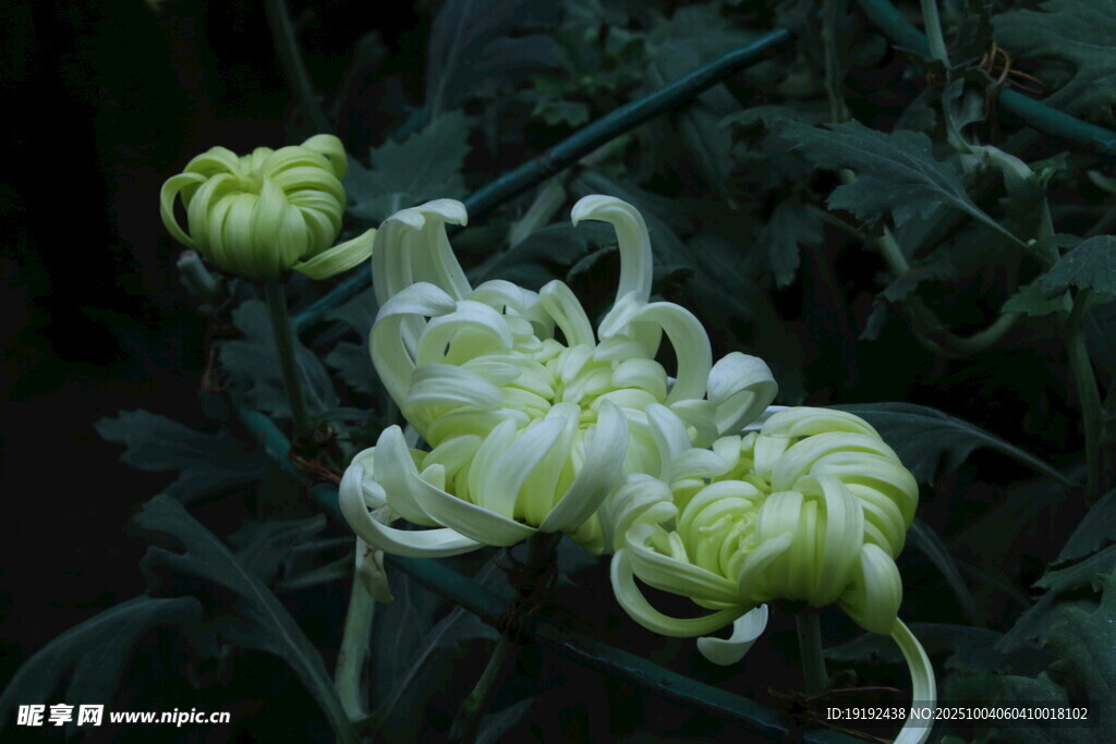 菊花 