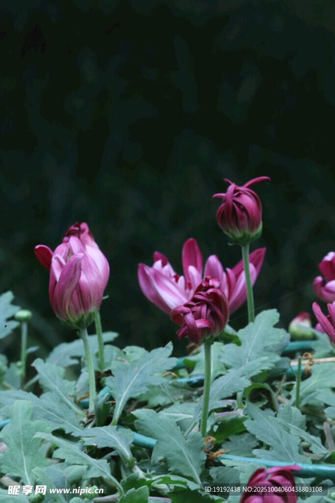 菊花 