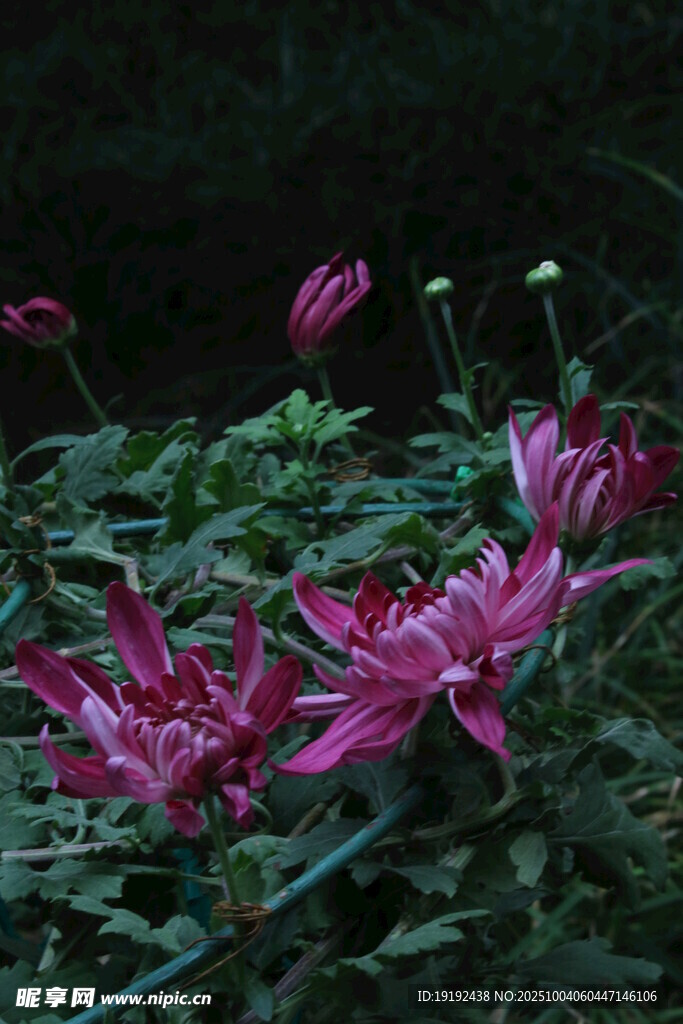 菊花  