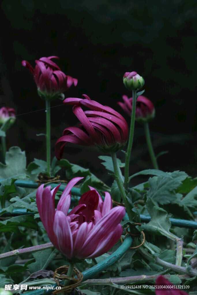 菊花 