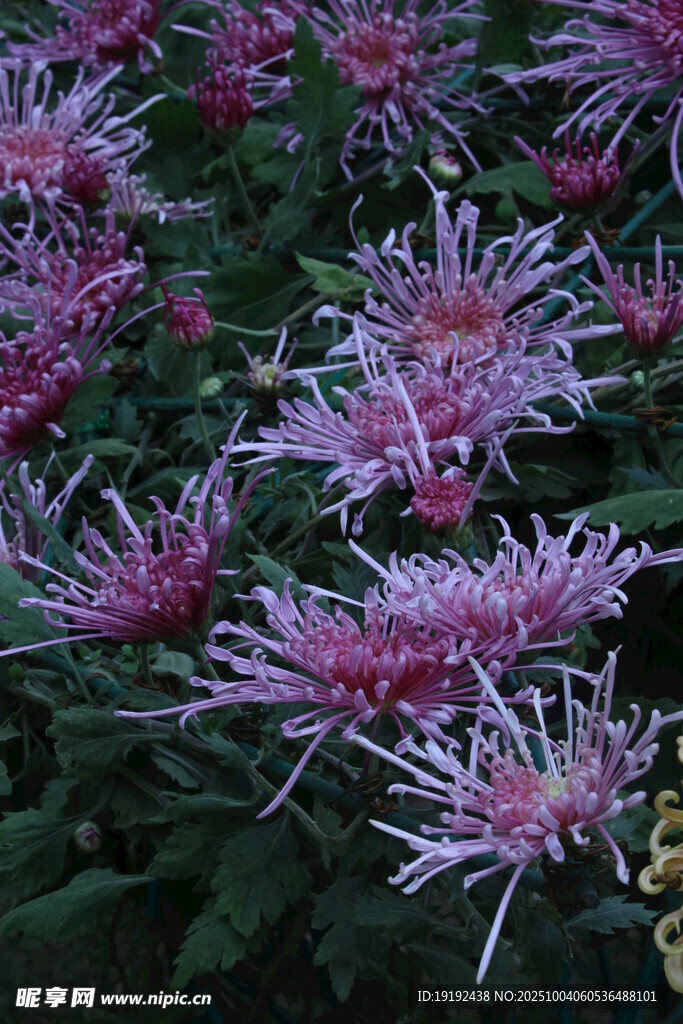 菊花  
