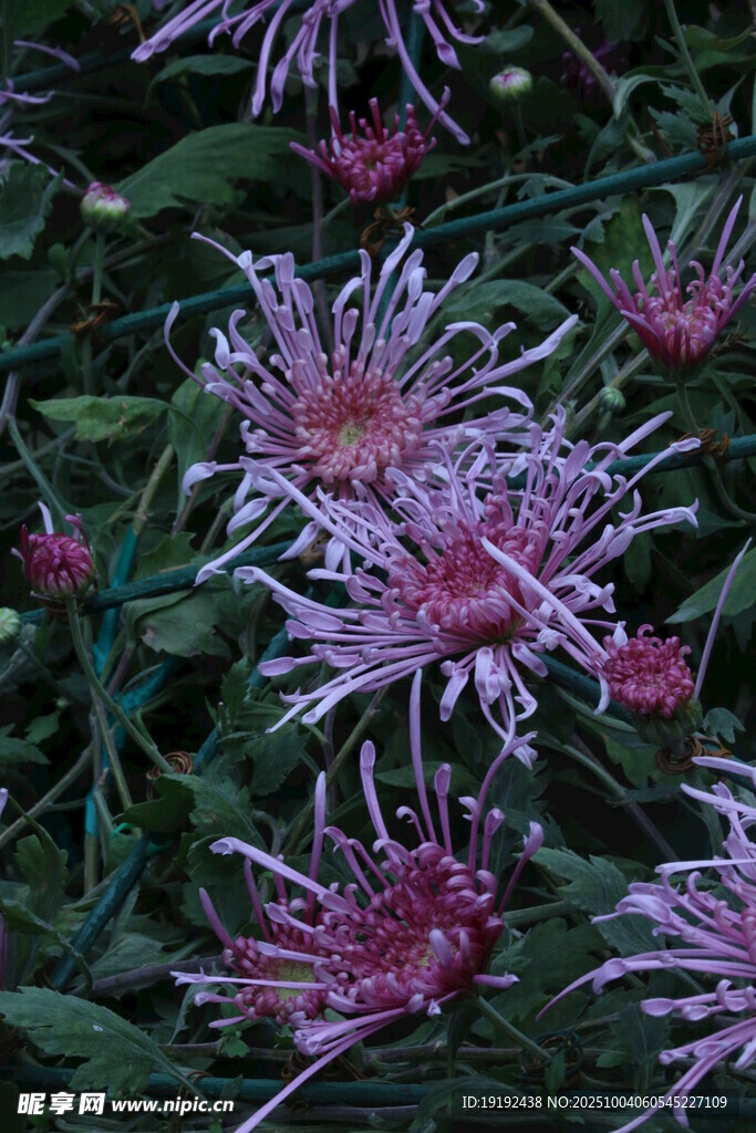 菊花  