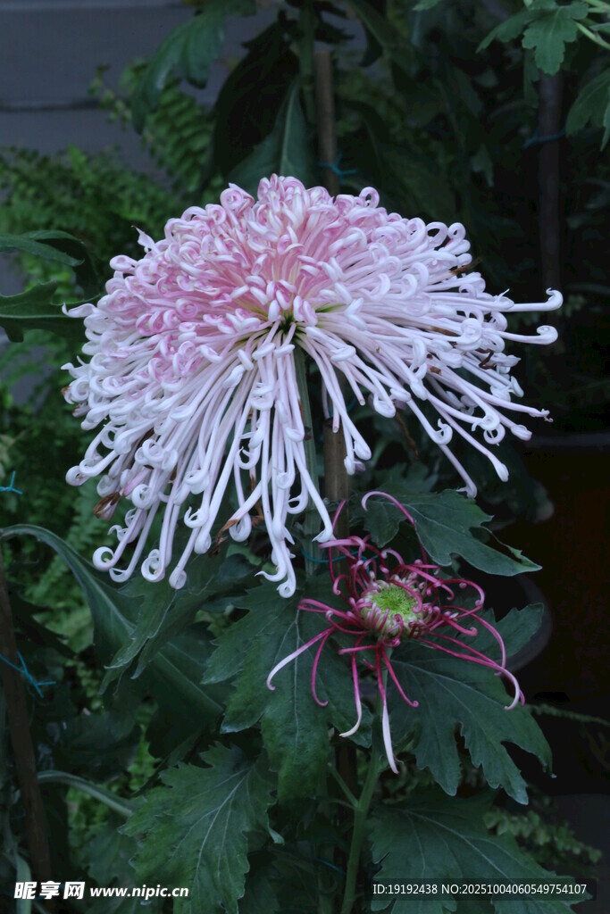 菊花  