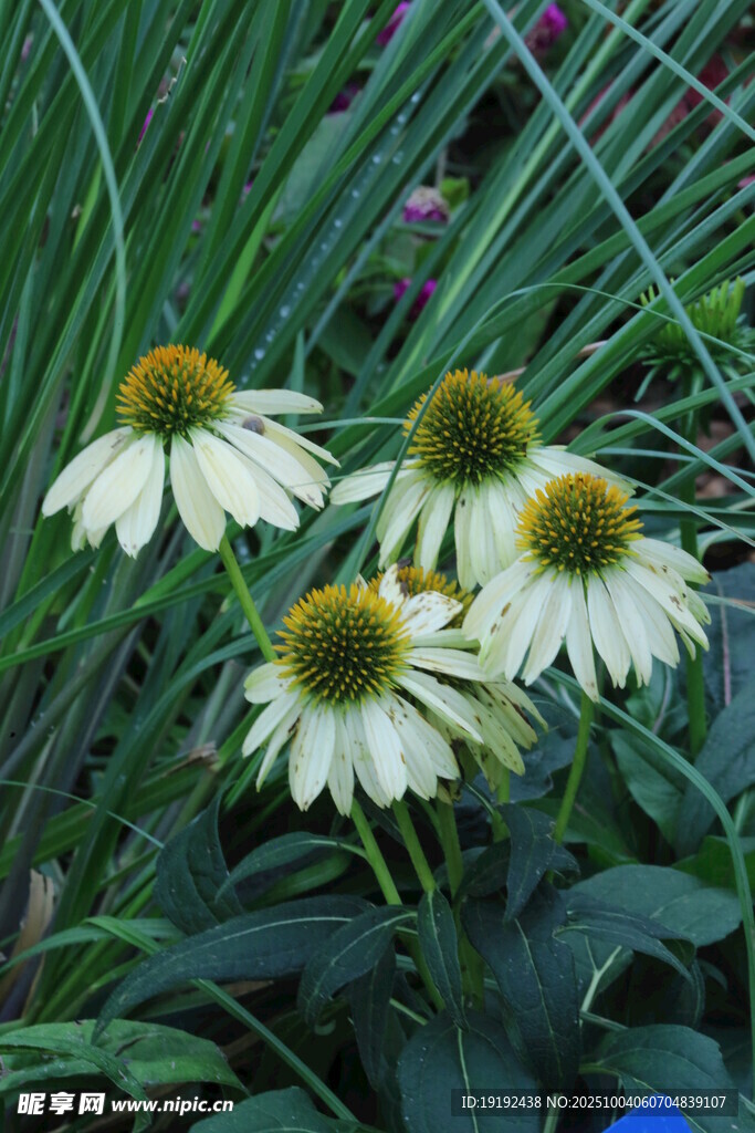 松果菊  