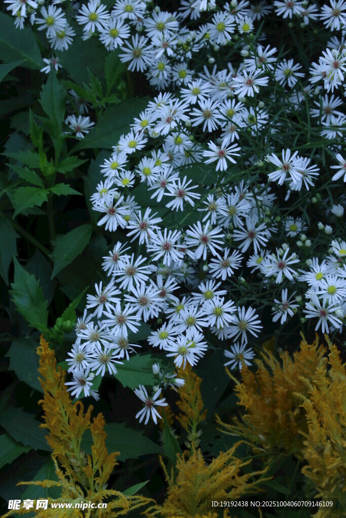 紫菀  