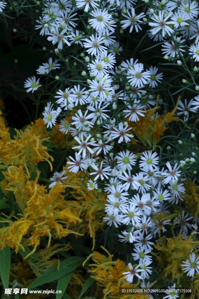 紫菀  