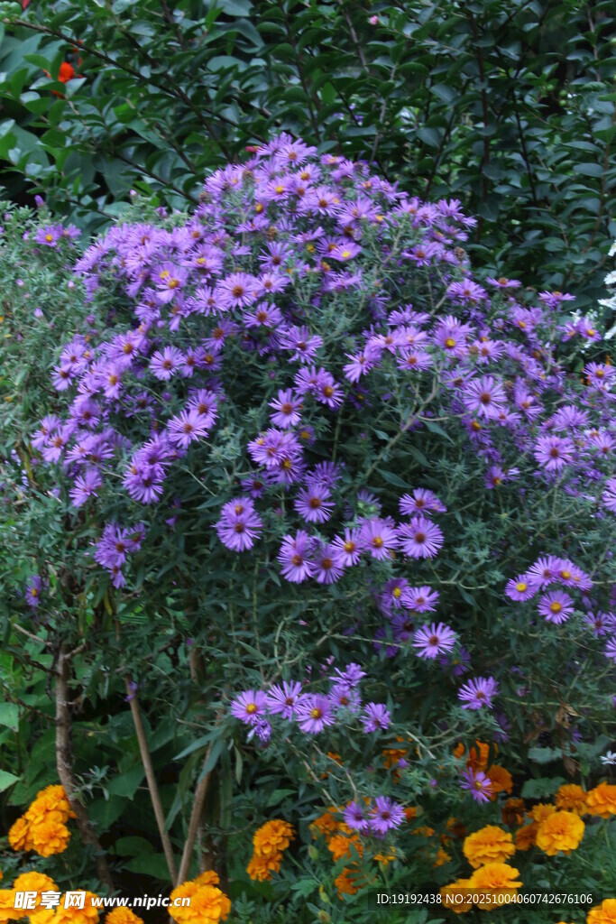 紫菀 