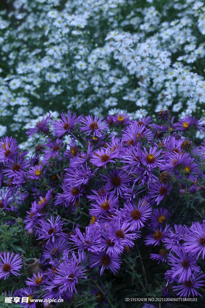紫菀  