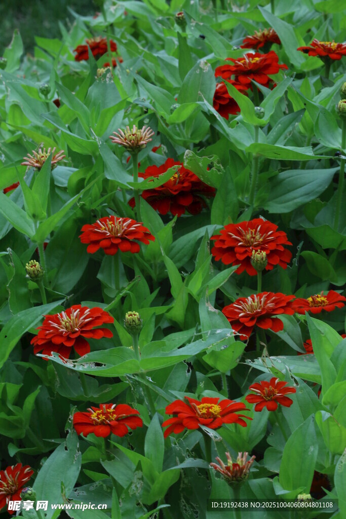 百日菊  