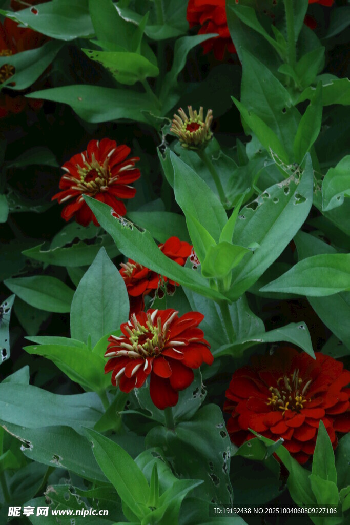 百日菊  