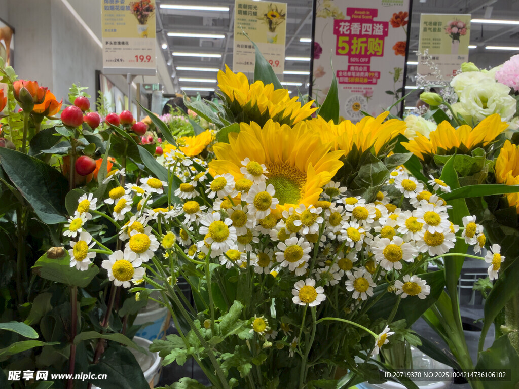 缤纷多彩花卉展示