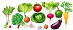 新鲜蔬菜插图