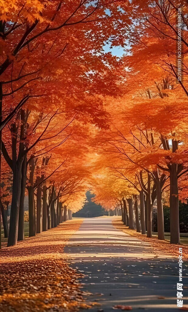 枫叶大道