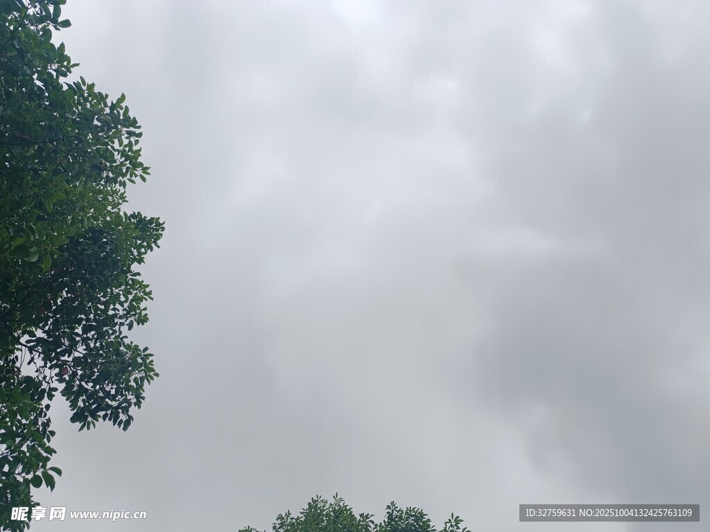 阴天树林上空的灰白天空