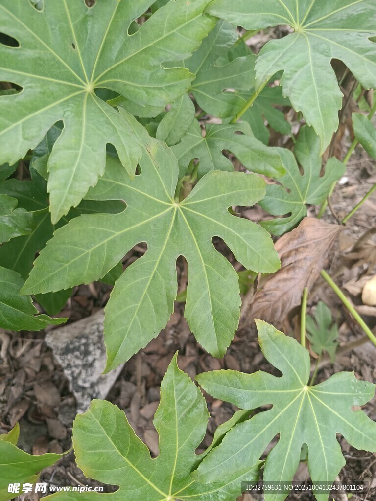 八角金盘植物叶片特写