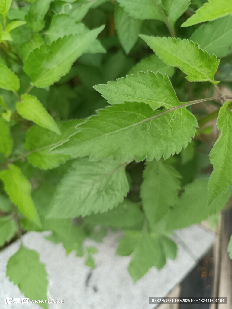 嫩绿荨麻植物特写