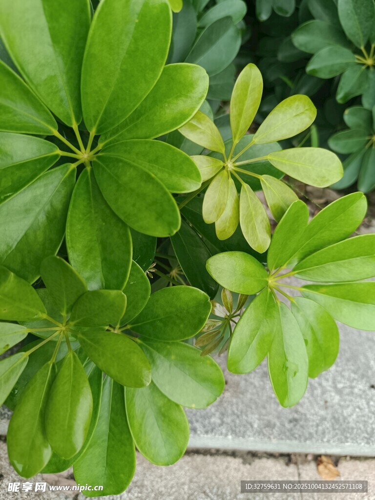 翠绿鹅掌柴植物特写