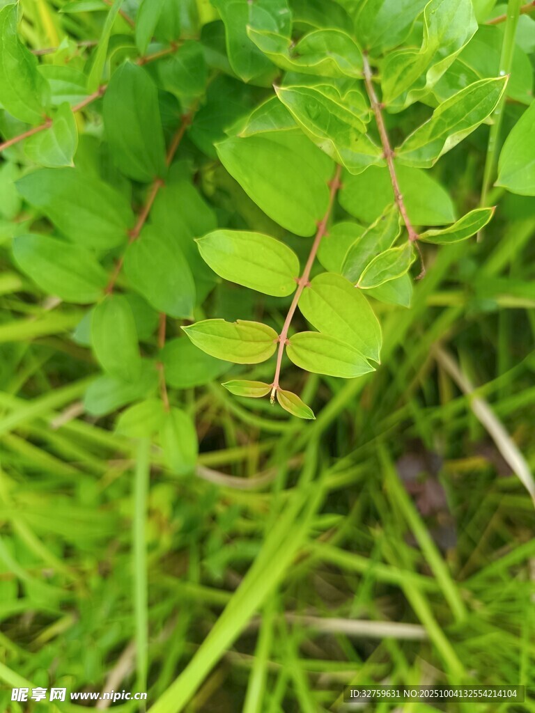 嫩绿叶片的清新植物