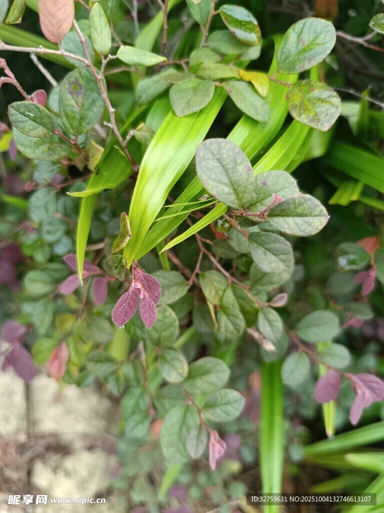 多彩叶片的绿植特写