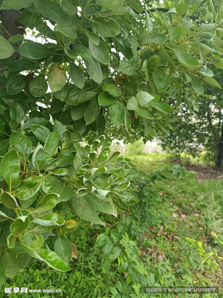绿意盎然的树林景观