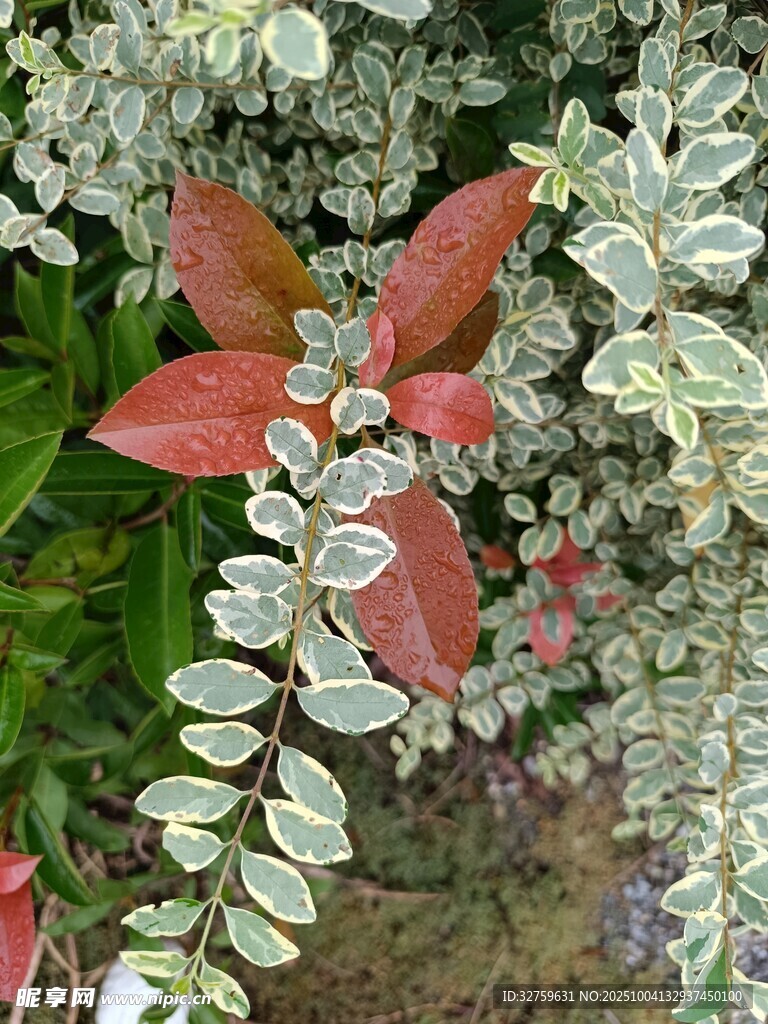 红绿叶植物特写