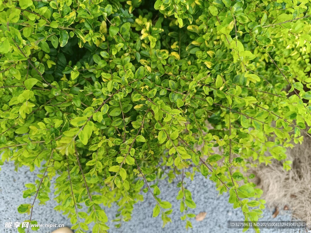 翠绿垂蔓植物生机盎然